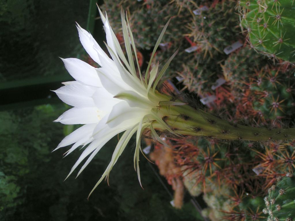 Echinopsis hybrid